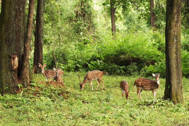 Bhadra Forest Reserve Chikkamagalur